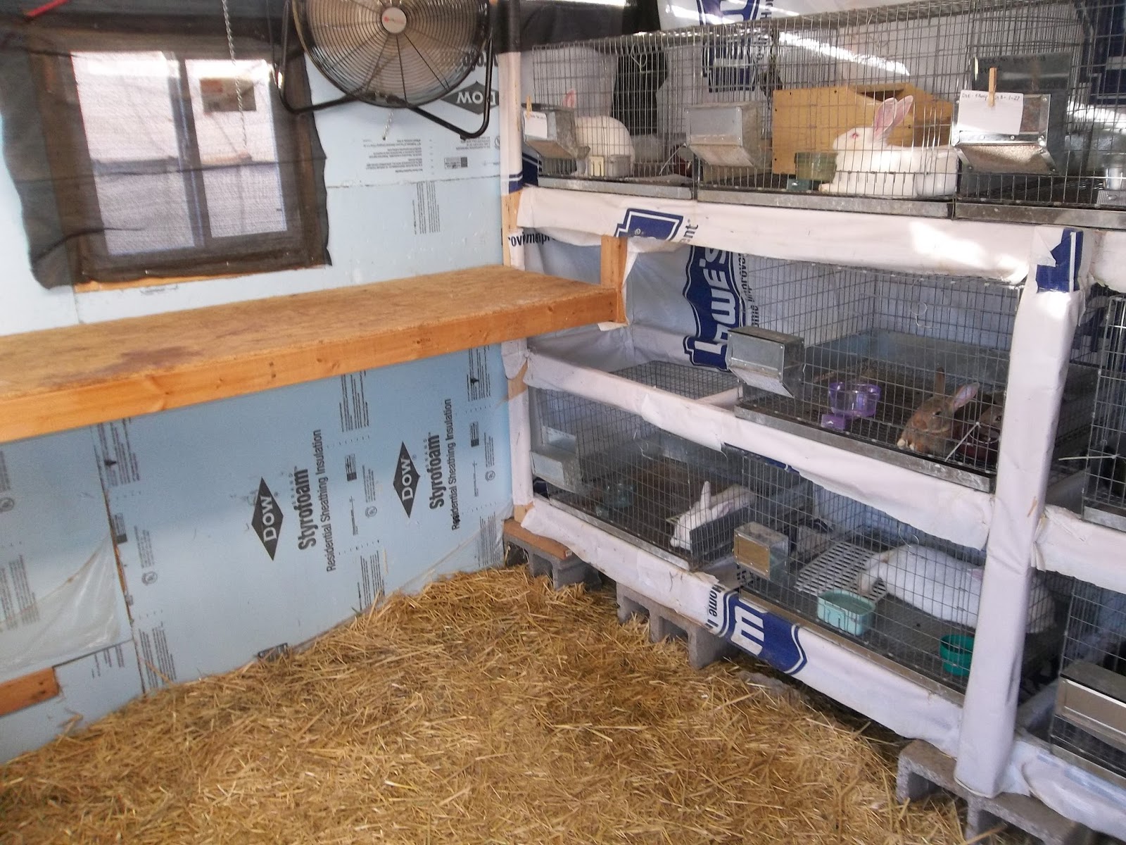 Texas Rabbit Barn So You Want to Buy a Meat Rabbit