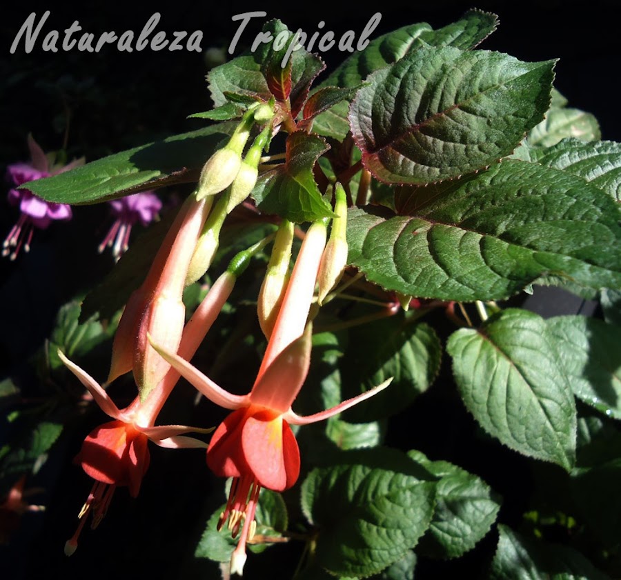 Flor con sépalos blancos amarillentos y numerosos pétalos naranjas de una Fuchsia, Pendientes de la Reina o Fucsia