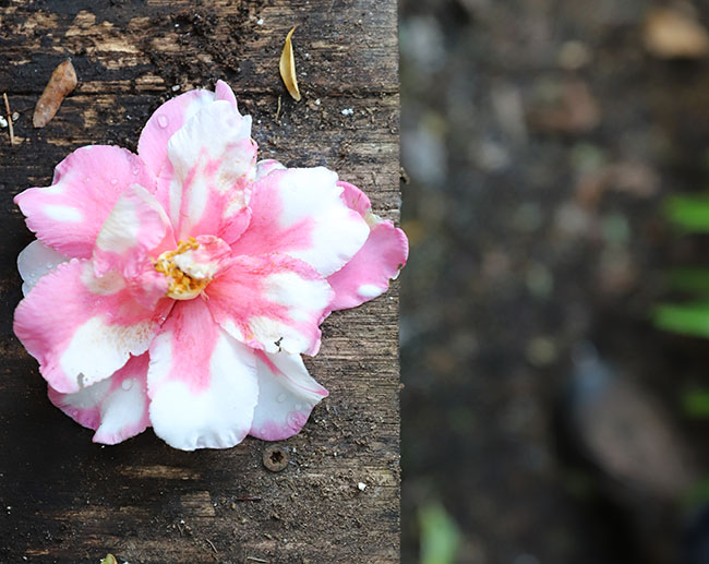 Winter Gardening Ramps Up - Book Reviews Pour In Winter Gardening Ramps Up - Book Reviews Pour In