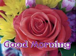 good morning good morning