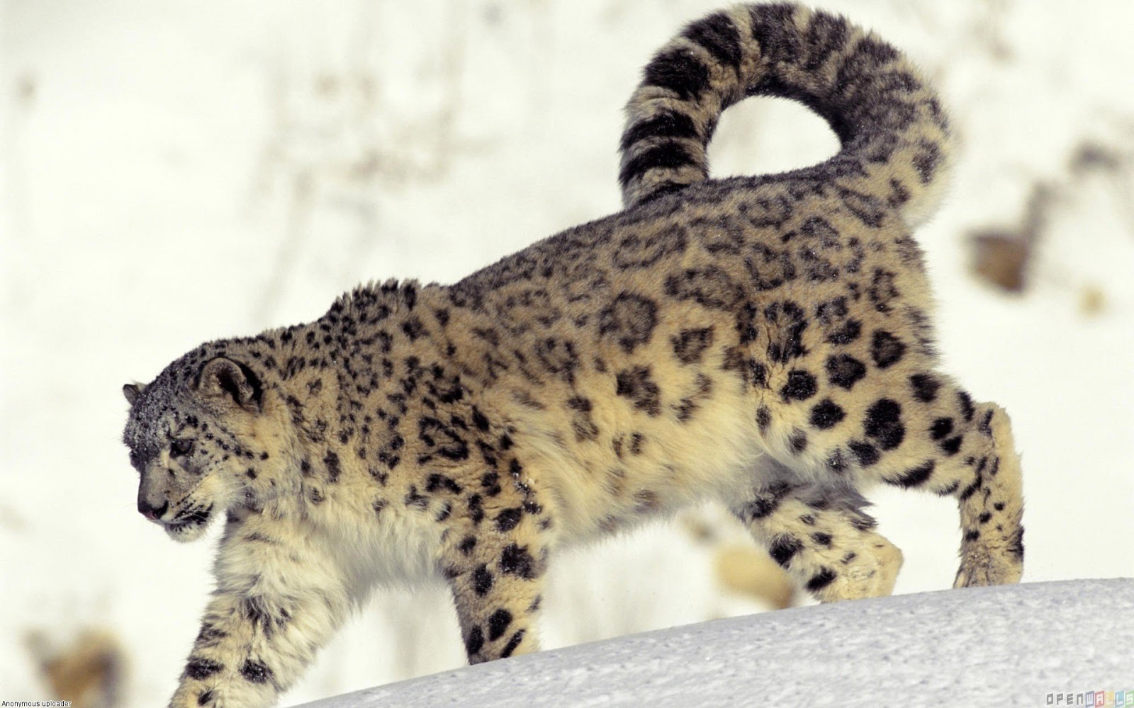HD Wallpapers and Backgrounds of animals and pets: Foxes, Horses, Tiger, Dogs, Cats, Squirrels, Rabits and Others