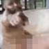 Cantor grava vídeo fazendo sexo com porco e é multado pelo Ibama