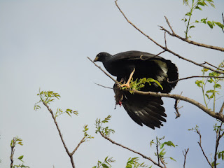 Feather markings on a Common Black Hawk