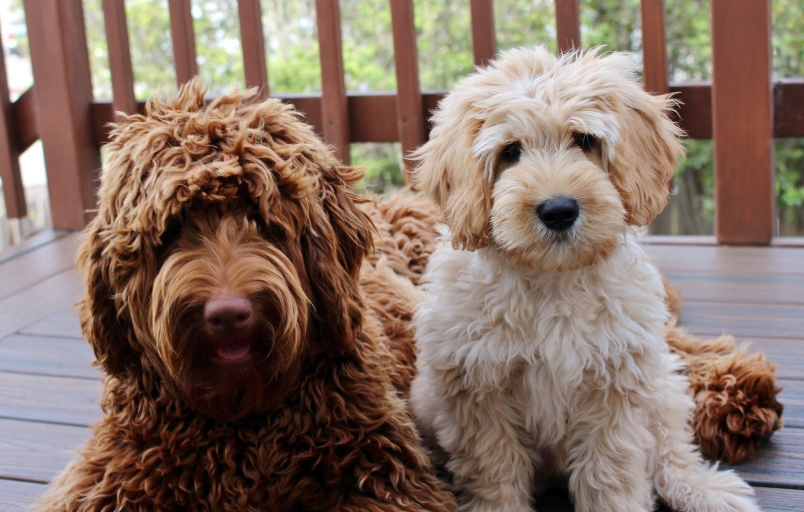 Brasken Kennels, Labradoodle Breeder in California