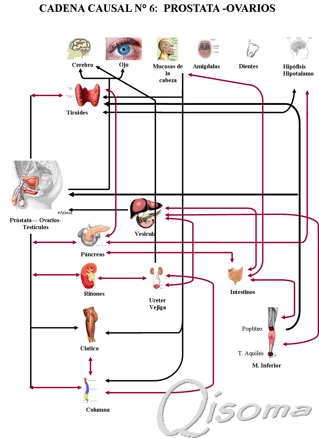 Siguiente Cadena : Mucosas de la cabeza Siguiente Cadena : Mucosas de la cabeza