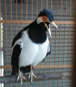 suara burung jalak uren gacor download suara jalak uren