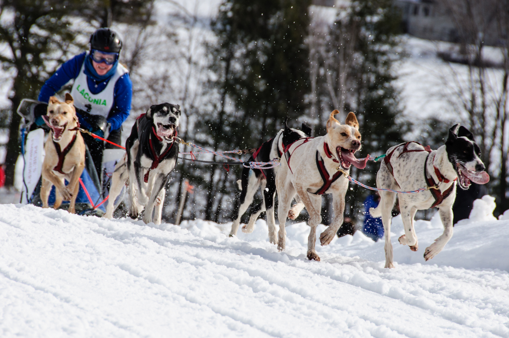 Gear Road 84th Annual World Championship Sled Dog Derby, Laconia, NH