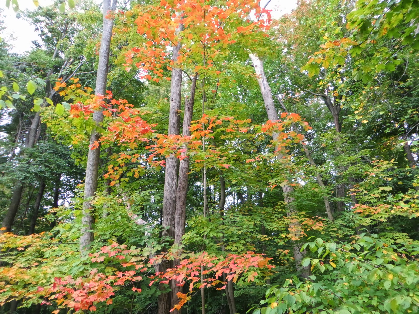 TM Gallery alpine scout camp trail