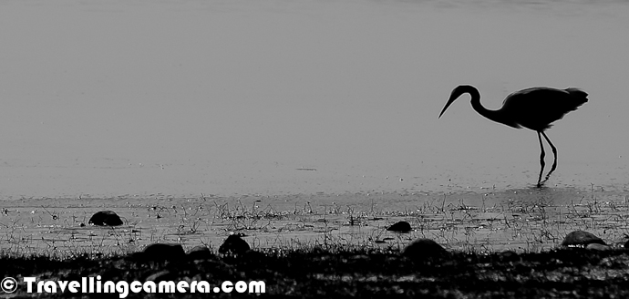 It's been quite some time that we have been sharing colors from Pong Dam Lake, Kangra and Masroor. Now we are sharing some of the late evening shots with silhouettes from Pong Dam Birds and some interesting features of the place. Silhouettes are one of the brilliant form of Photographic expression which tells one of the basic sights of a place or event. Let's have a look at this Photo Journey with lot of Silhouettes from Pong Dam Lake with thousands of Migratory Birds in Winters of 2012 !!!Flying Birds and people in the boat, all looking for same thing in this huge Lake - Fish. Note a huge flock of shining birds floating on other end of this lake. Thousands of Migratory Birds come to Pong wetland during winter season of every year. Pong is really a paradise for Birders.Fisherman going to market after collecting the fish-net and parking his boat on shorelines of Pong Dam Lake. Now it's time to go to the market and sell the lot of caught fish on current market Rate. Some of the species are rare in this lake and sold at very high cost, although original cost is negligible as compared to the price charged from end-user in cities like Delhi.Here is my favorite Silhouette of multiple water-boats in front of sparking water of Pong Dam Lake. The Sparking water looks amazing during early mornings or sunset time. Some of the stretches of Pong Dam Lake give amazing views of sparking water. A Gull standing on single feet and few Cormorants sitting on a smallest possible island inside Pong Dam Lake This Silhouette could have been better as lot of birds around this place could have been used to create a nice frame to add more value to this composition. Earlier I was not happy during late evenings, as light was extremely low and we could not capture the birds in our Travelling Cameras. On top of that we were standing against sun. But at the same time, we got this opportunity to try out some Silhouettes at Pong Water Reservoir, which is in Kangra Region of Himachal Pradesh State of India.I love this photograph as it really gives me an impression of late evenings at Pong Dam Lake. Peaceful environment with some mist in air and birds floating in water. After spending some time watching these birds may end your day with very warm feeling. At times, these birds are naughty and try to have various plays in water. Some of the species keep their head inside the water and keep their tails up. They float amazingly with the flow of water and against various water waves. This was first time I extremely enjoyed watching birds with credit goes to all folks whom I was accompanying during this trip and Mr. Dhadwal, who is a passionate wildlife Professional in Himachal Pradesh.Lot of birders come to pong wetland during winters and lot of migratory birds come to this place during this season. Birdwatching or birding is the observation of birds as a recreational activity. Most of the birders use devices like binoculars and telescopes, or also enjoy listening to bird sounds. Birding often involves a significant auditory component, as many bird species are more readily detected and identified by ear than by eye. During this visit, I also got an opportunity to attend a session which was mainly on birds and how should we watch them without creating any problems for them. During the same talk, DFO Hamirpur, Mr. Satish Gupta talked about this - Eyes and Ears of a Birder needs to be synchronized to have maximum fun of bird watching. Most birdwatchers pursue this activity mainly for recreational or social reasons, unlike ornithologists, who engage in the study of birds using more formal scientific methods.If we talk about Silhouette Photography - When we are getting ready to take silhouette photographs, there are a couple things to keep in mind.  These tips work for both digital and film photography.  We need to make sure that we never point Camera lens directly at the sun. If there is too much light, the light will fall on our object.  If there is not enough light, our background will become gray.  The main key to silhouette lighting is having a background lighter than our object, but this can be done in more ways then one.  Many photographers focus on a certain time of day, where their subject is, what kind of weather there is, and where the sun positioned in the frame. I am huge fan of Silhouettes and some of the silhouettes shot during last five years can be seen at - http://phototravelings.blogspot.in/2010/10/photo-journey-through-some-of.htmlBird-watching, Photography, exploring new places like Pong & Masroor and lot of evening fun with professional wild-lifers and passionate birders; what else I can expect from one trip of two days. The whole experience of Kangra trip was amazing. This was one of the unique photography trip for me where I fallen love with such lovely subjects. This was first time I preferred to watch birds rather than keeping myself busy in clicking photographs. Right company also made be disciplined, otherwise I could have disturbed these birds unknowingly.Here is a photograph of fields around Pong Dam Lake. Th land around this lake is best for agriculture. Folks from surrounding villages come to these fields for protecting their crops from birds. Some of them also try to catch these birds with unethical tricks, which is a sad part. Most of this agricultural land was taken by land by paying appropriate money to localities, but still this land is used during winter season.Little Egret with little cormorant standing one shoreline of Pong Water Reservoir at Meenu Khad region of this wetland in Himachal Pradesh, India.Birders still looking for more birds during late evening at Pong Dam Lake near Nagrota Suriyan. Apart from these devices for helping eye, their hearing senses are also very strong which help them looking in right direction and locate birds even behind the bushes. At times, sounds are there but birds are visible, but experienced birders have another sense of judging if the bird will come out or not.Finally I thought of adding a colorful photograph to this series of silhouettes shot during late evening time at Pong Dam Lake in Himachal Pradesh.Lot more Photo Journeys to come from Pong Dam... 
