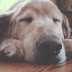 Dogs to the rescue: 6 inexplicable things that they can sense