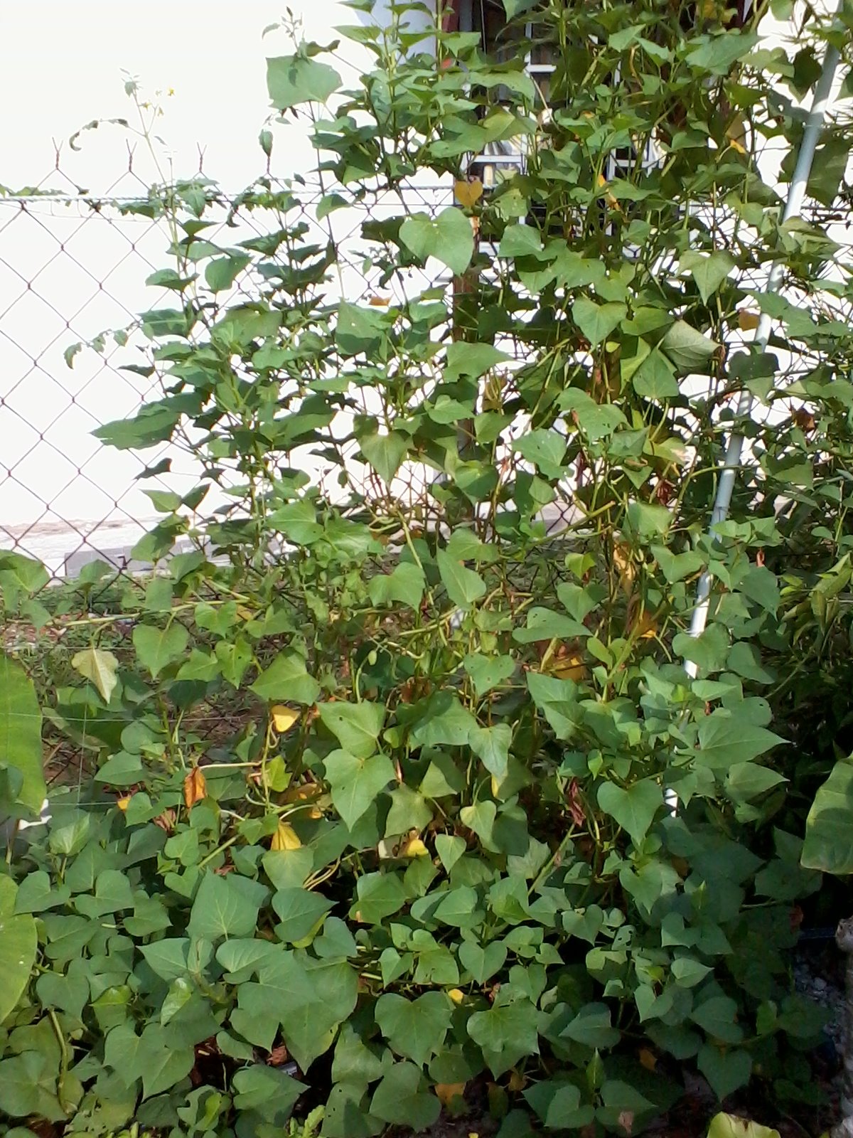Journey Of My Garden Sweet Potato Leaves Turning Yellow
