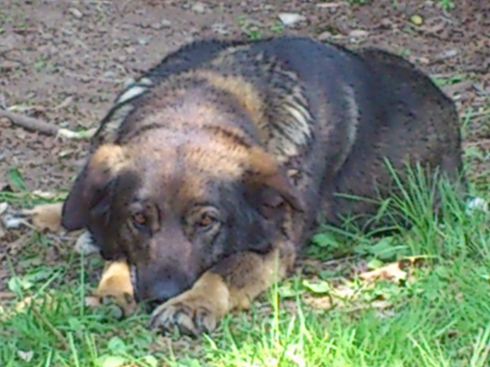 Eating Local, Growing Local