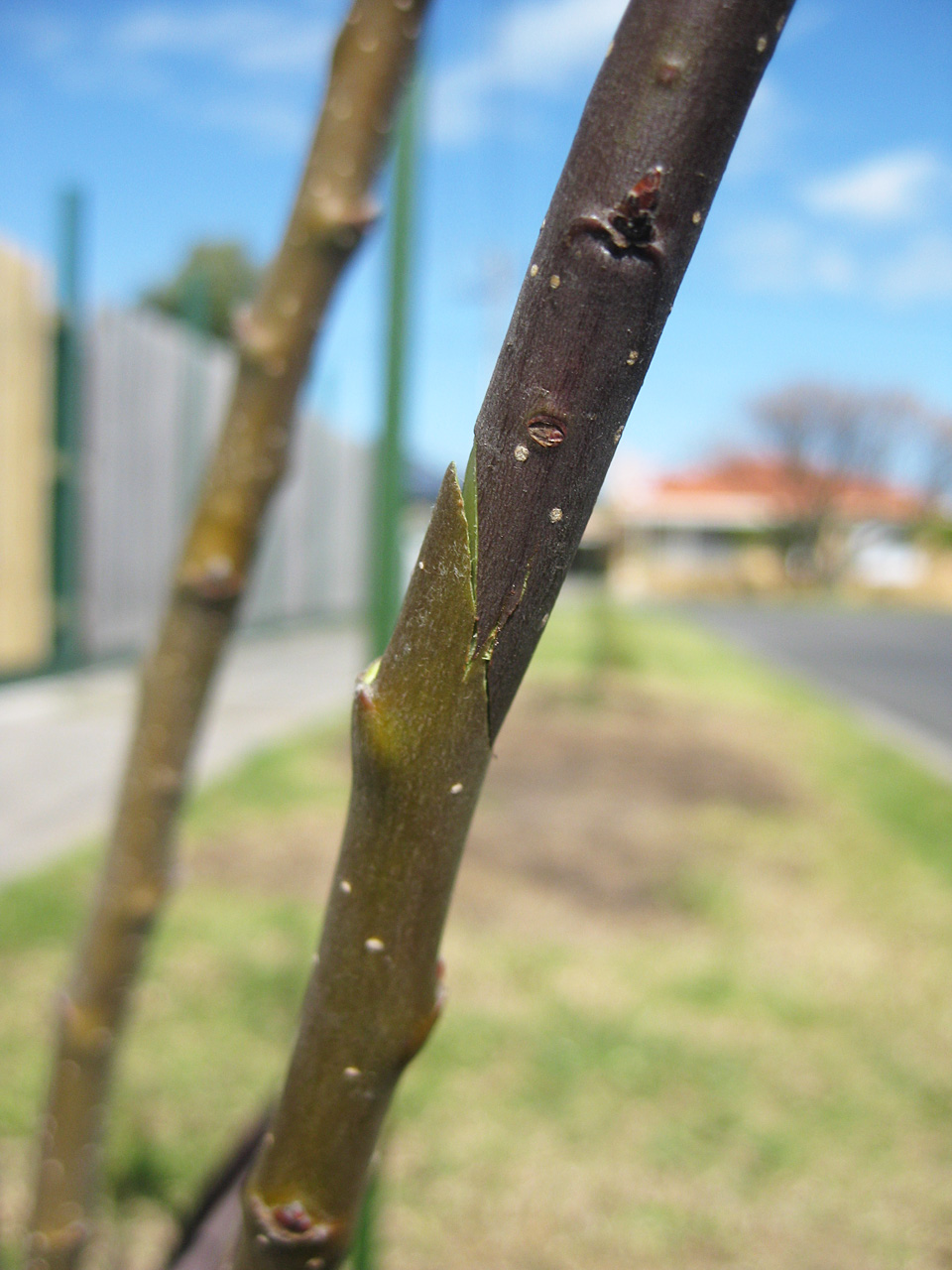 The Night Gardener Crab Apple Grafting