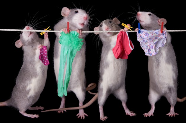 http://4.bp.blogspot.com/-B_q99cmgLzQ/T58txsDDUrI/AAAAAAAANs4/muqXr5PlptU/s1600/rats+underwear