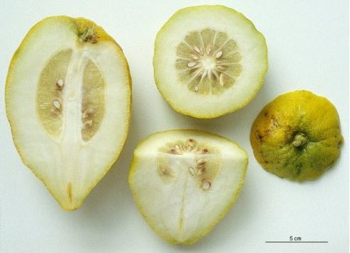 فاكهة الاترجة للبشرة وفوائدها للشعر وشكل ثمرة الاترجة وطريقة اكلها