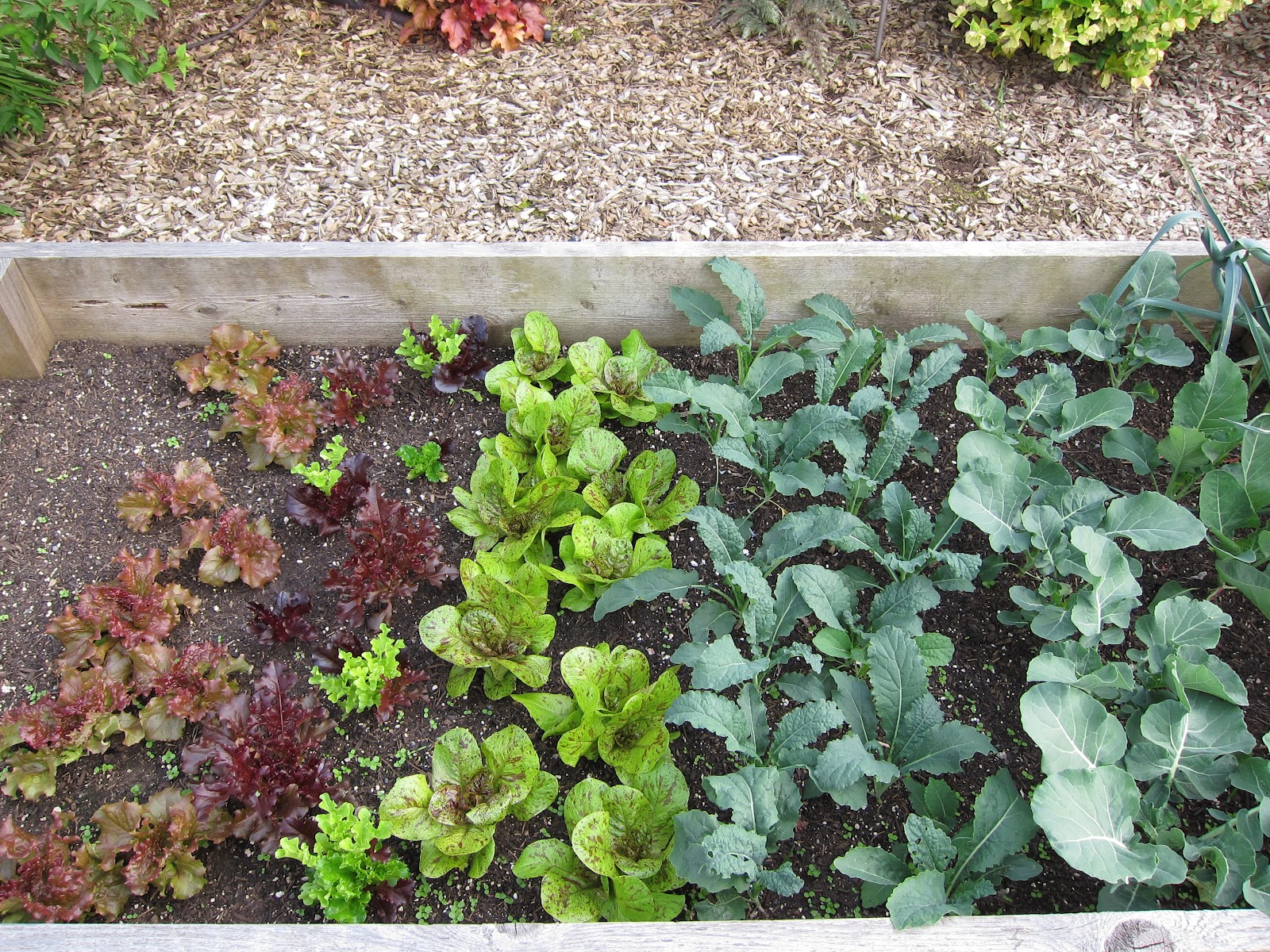 Calico Lettuce Babies