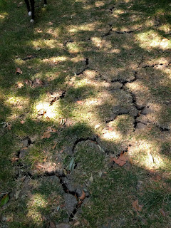 Clay earth baked dry and cracked with crabby grass
