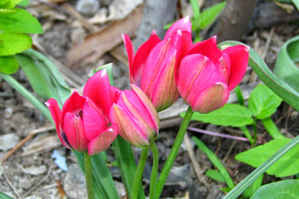 Manfaat Dan Khasiat Bunga Tulip