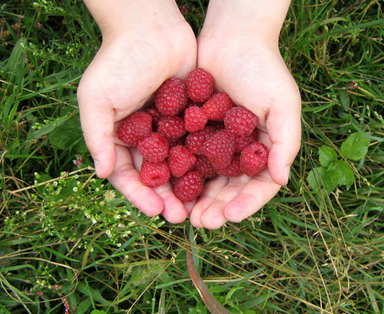 raspberries, малина ягоды, berries