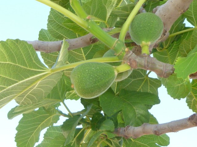 higuera Ficus carica