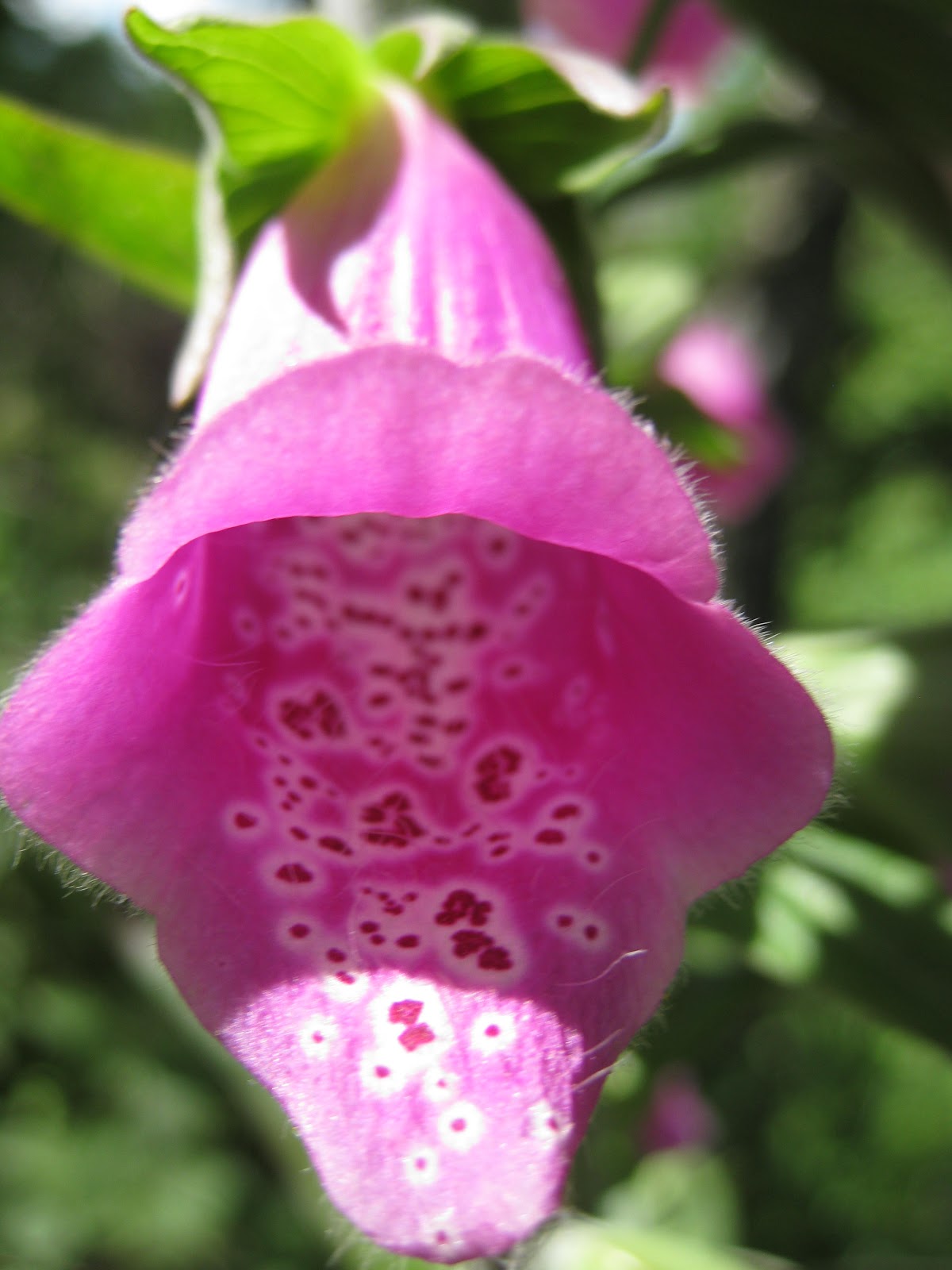 The Tartan Tour Flowers of Scotland