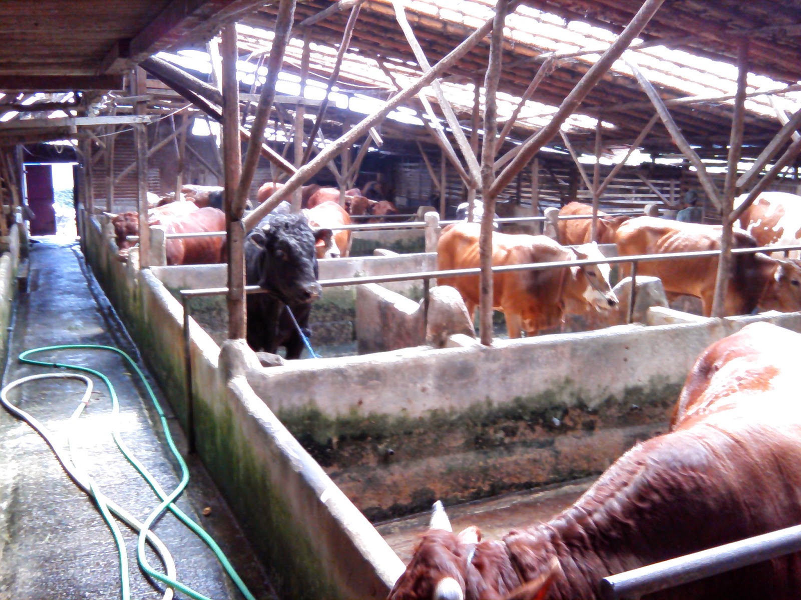 CV. HARDINATA Penggemukan Sapi Potong Sistem Modern