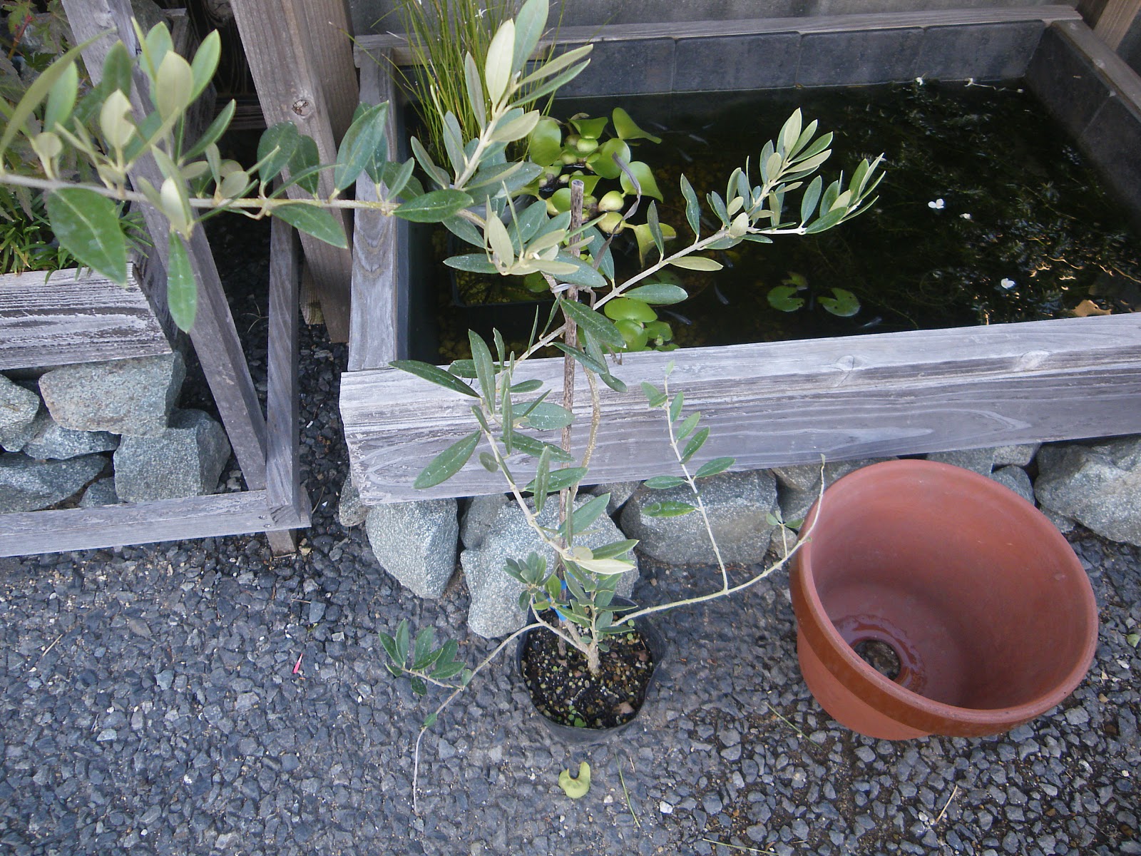 オリーブの鉢植えの育て方 必ずできる植え付けの方法 メダカの大工