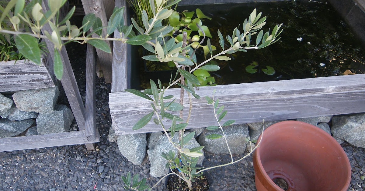 オリーブ 植え 替え 時期 englshbruck