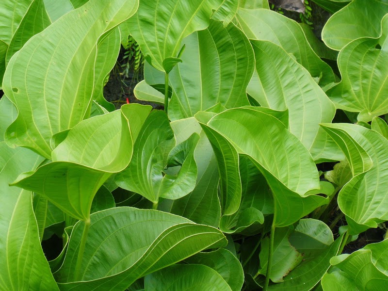 Exotic Plants in Indonesia Melati Air  Echinodorus 