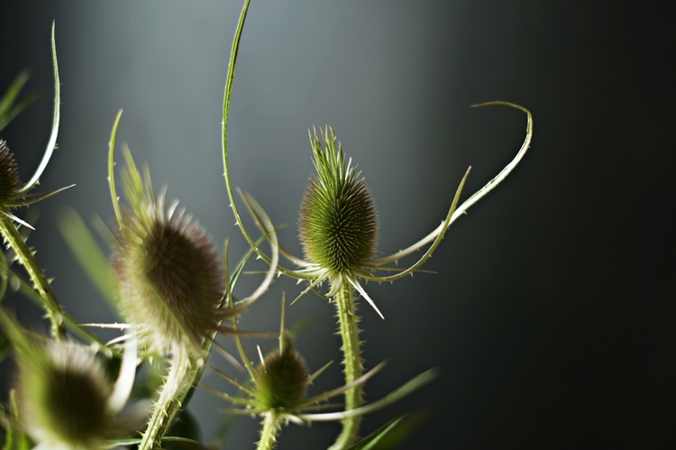 Blog + Fotografie by it's me! - Distel