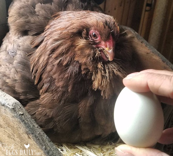 How Long Does It Take a Chicken to Lay an Egg? - Fresh Eggs Daily® with  Lisa Steele