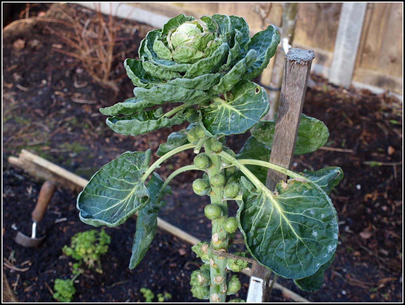 Mark's Veg Plot The end of the Brussels Sprouts