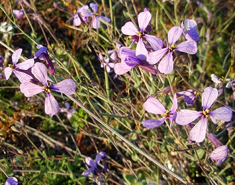 Collejón (Moricandia arvensis) flor silvestre azul