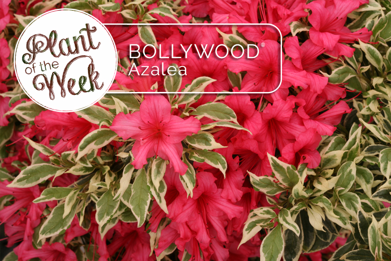 Proven Winners® ColorChoice® Plant of the Week Plant of the Week Hooray for Bollywood!