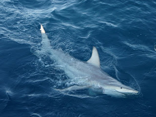 discovered hybrid shark australia scientists sharks australian said tuesday had they
