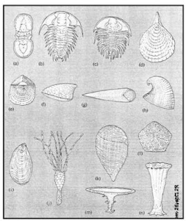 Fosil-fosil yang mewakili jaman kambrium : (a-c) trilobite, (d-f) brachiopoda, (g) hyolithid, (h,i) moluska, (j-l) echinodermata, dan (m-n) archeocyathid. (Sumber; Allison R.Palmer in Lapedes 1978)
