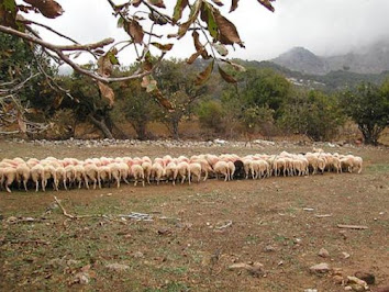 ΔΙΑΚΟΠΕΣ ΣΦΑΚΙΑ