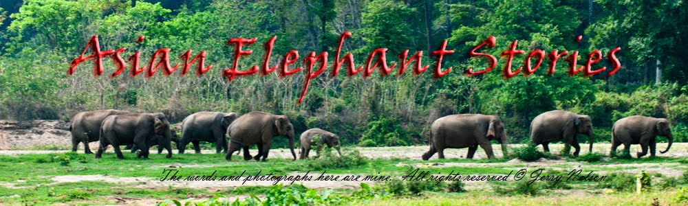 Asian Elephant Stories
