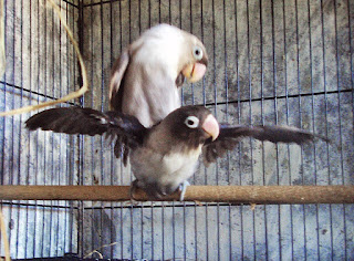 Burung Lovebird - Penjodohan Burung Lovebird Yang Baik Dan Ideal - Penangkaran Burung Lovebird