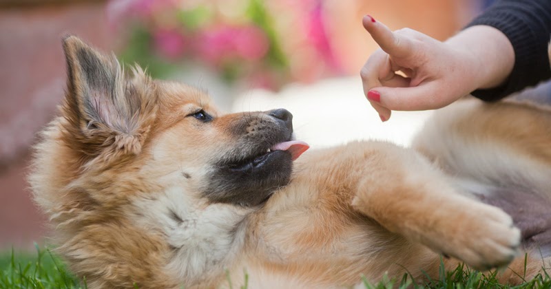 Positive Training Dog Book Positive Training Dog Book