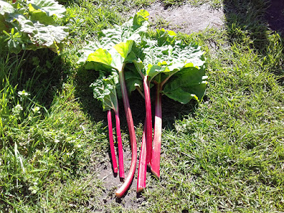 Allotment Crops - Rhubarb
