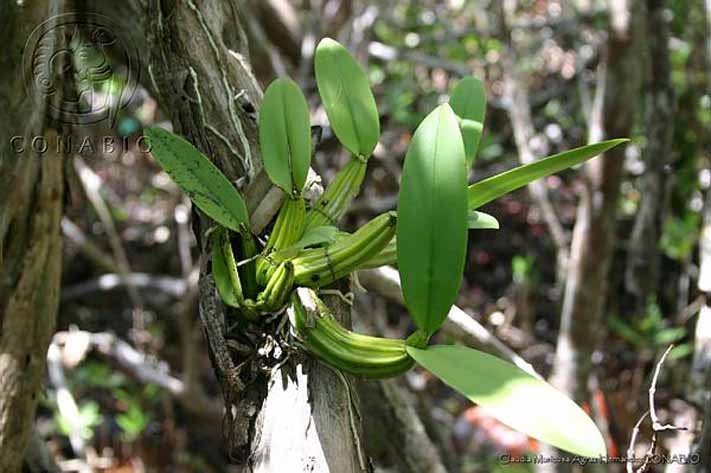 Códigos de Barras de la Vida Silvestre México - Barcode of Wildlife  Project: La Orquídea del flautista: Myrmecophila tibicinis