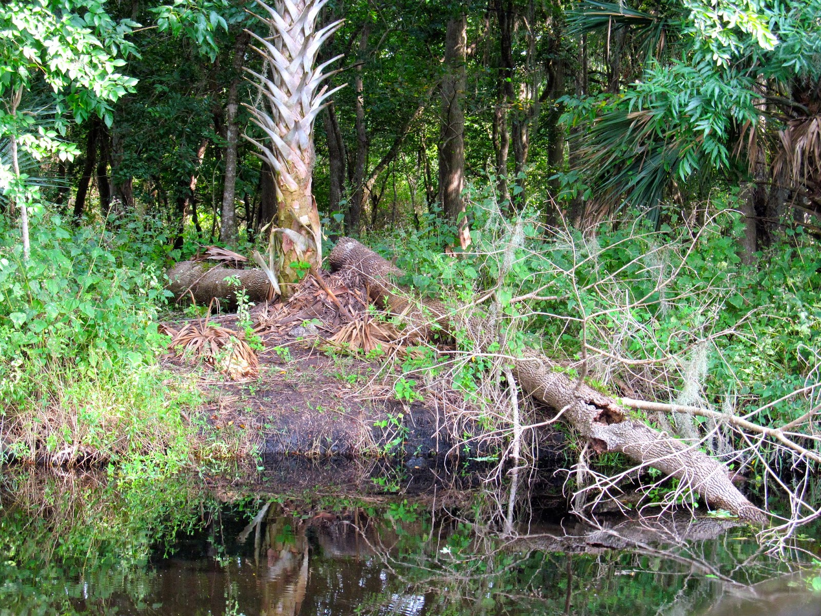 An Alligator Den http://ouroutdoortravels.blogspot.com