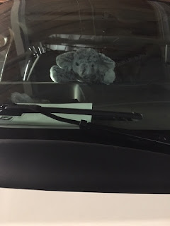 A small gray stuffed elephant in a car seat, awaiting his bath