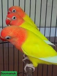 Lovebird Lutino Daftar harga Burung Lovebird 2017 terbaru