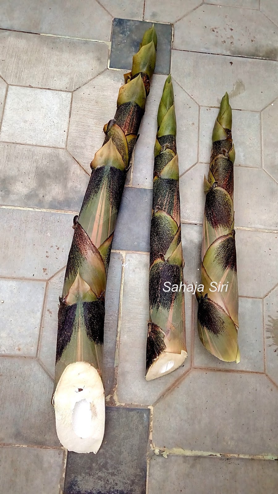 Process of cleaning and cooking fresh bamboo shoots