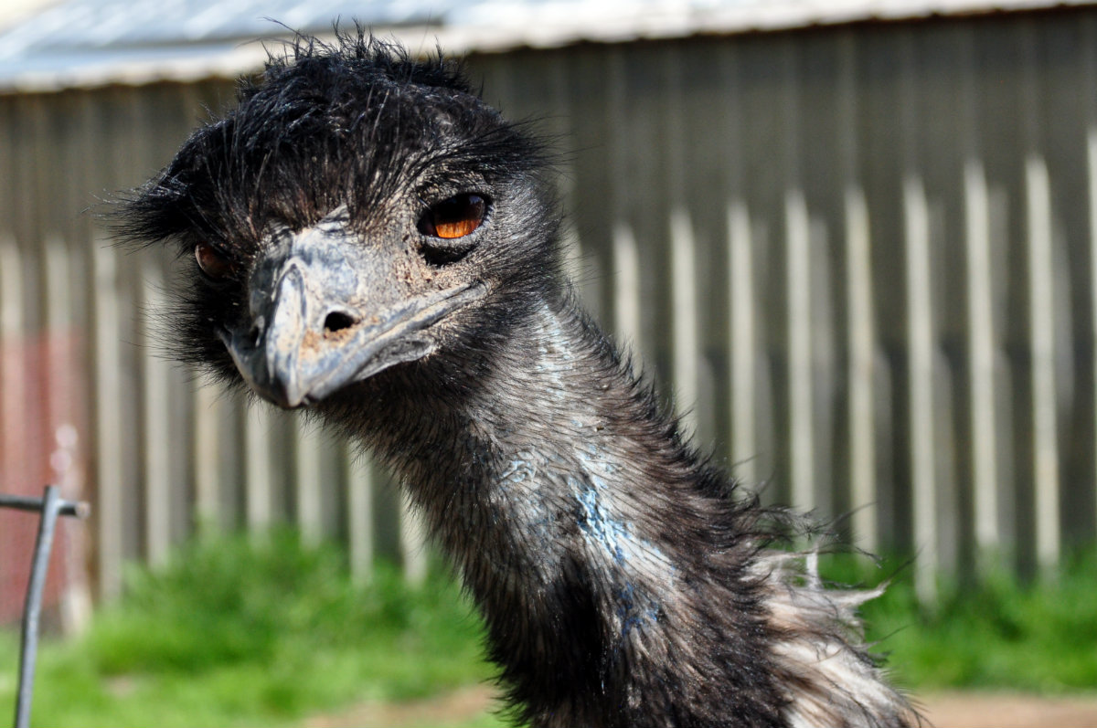 A Tree Falling Great Sand Dunes Animals