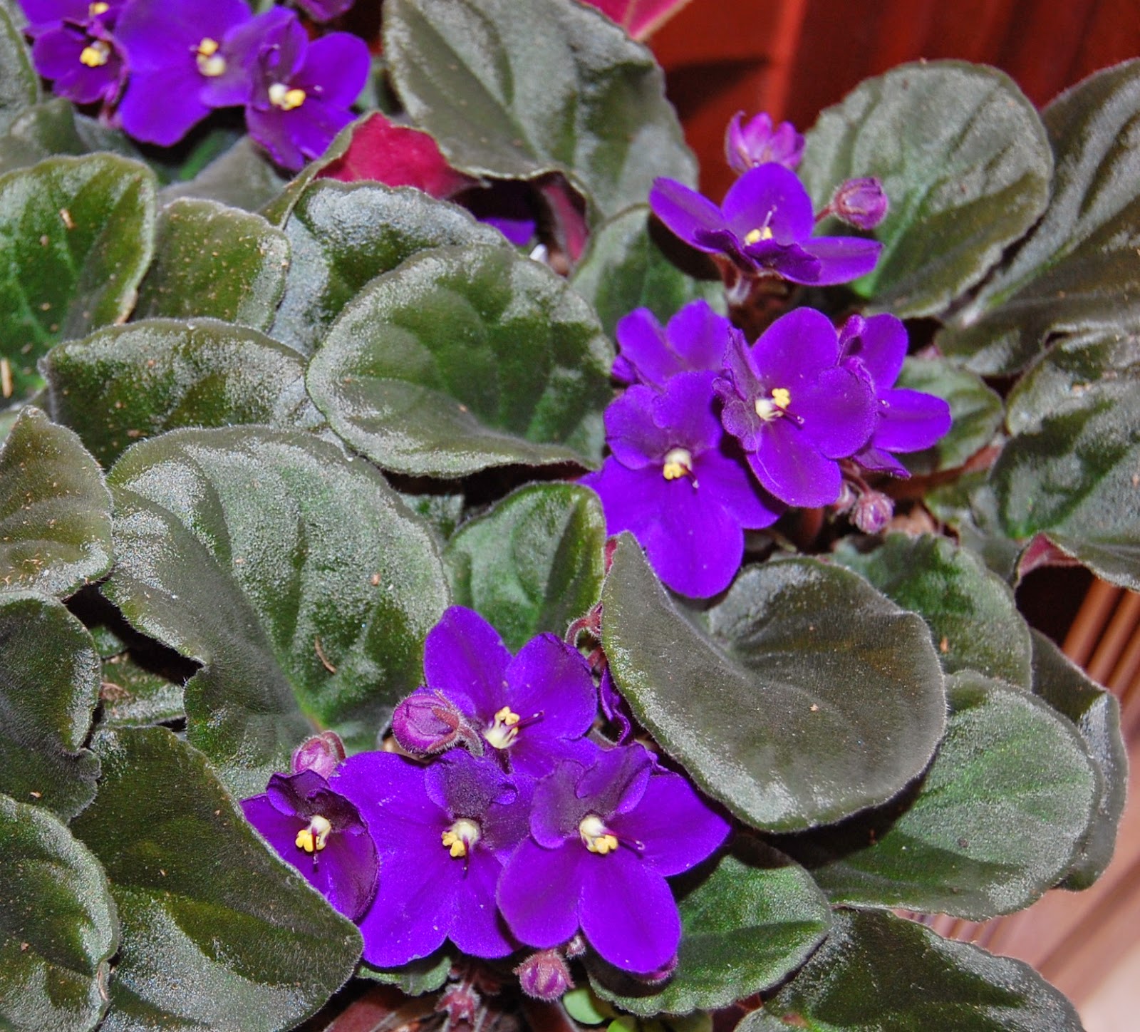 Plant Gift Ideas For New Years Their Fuzzy Deep Green Leaves And Brightly Colored Purple Flowers Are Sure To Brighten Any Location Although Violets Do Require A Certain Amount Of