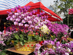 flowers for sale at the Fa Hui Lunar New Year Fair