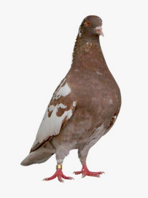 Trik Ampuh Dan Akurat Untuk Mengetahui Karakter Burung Merpati Dari Warna Bulu Yang Sering Juara Trik Ampuh Dan Akurat Untuk Mengetahui Karakter Burung Merpati Dari Warna Bulu Yang Sering Juara
